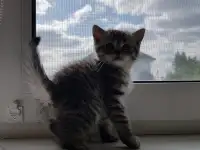 Котята шотландской короткошерстной, фотография 6
