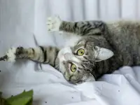 Чудесная кошечка Голди в дар, фотография 3