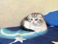 Шотландские котята, фотография 2