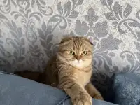Шотландские котята, фотография 4