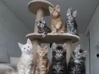 Мейн-кун котята!, фотография 3