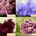 Продам комнатные растения, фотография 2