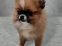 Маленькие пушистики, фотография 4
