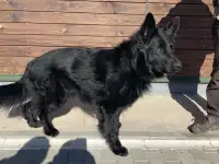 Щенки немецкой овчарки, фотография 2
