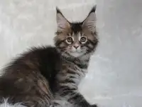 Шикарная кошечка Мейн-кун!