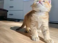 ЗОЛОТАЯ ШИНШИЛЛА шотландские котята, фотография 2