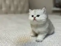 Шотландский котенок, фотография 3