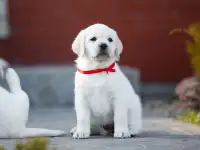 Высокопородные щенки лабрадора, фотография 8