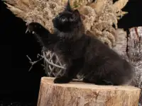 Котята курильского бобтейла, фотография 5