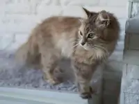 Серая пушистая кошка Шелли в самые добрые ручки!, фотография 6