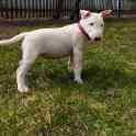 щенок миниатюрного бультерьера