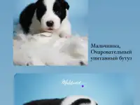 бордер-колли щенки из питомника, фотография 6