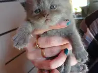 Котята британской породы, фотография 2