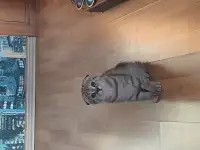Шотландские котята, фотография 5