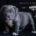 Американский Булли. Щенки Булли, фотография 2