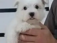 Мальтийской болонки щенки