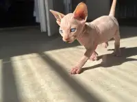 Котята канадского сфинкса, фотография 7