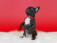 Милые французики, фотография 4