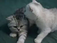 Шотландские котята, фотография 1