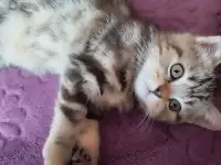 Скоттиш-страйт котята, фотография 6