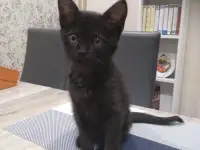 Кошечка в дар