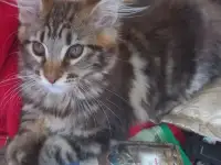 Мейн кун, фотография 2