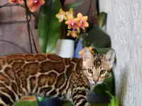 Бенгальские котята из питомника: котик, фотография 5