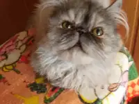 Персидские котята экстремального типа чистокровные. Персы., фотография 4