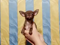 Мини чихуахуа, фотография 4