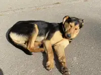 В Добрые руки, фотография 2
