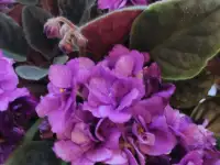 Цветущие фиалки, фотография 2