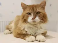 Спасенному с улицы рыжему котику Леонарду очень нужен дом и семья!, фотография 3
