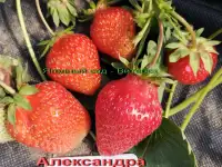 CАЖЕНЦЫ КЛУБНИКИ -50 сортов - купить в Гродно и Могилеве  с питомника, фотография 4