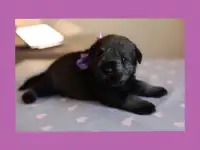 Высокопородистые щенки миттельшнауцера, фотография 4