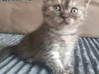 Котята, фотография 3