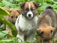 Sos! Нужна помощь в спасении щенков! Передержка или дом! Щенок в дар!