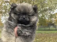 Шпиц мальчик 2 месяца, фотография 2