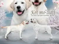 Щенки лабрадор ретривер