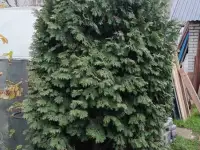 Туя 2м 80 см