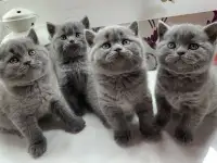 Британские котята., фотография 12