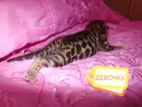Шикарная бенгальская кошечка