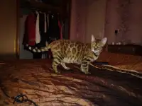 Роскошные бенгальские котята, фотография 8