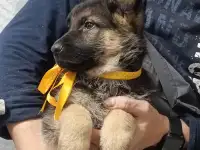 Немецкий овчарки щенки, фотография 2
