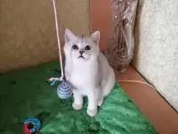 Британские котята, фотография 2