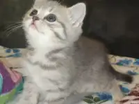 Шотландские чистокровные котята, фотография 11