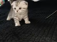 Шотландские котята, фотография 9