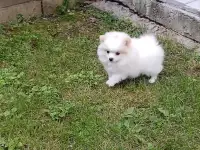 Померанский шпиц девочка