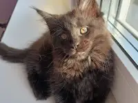 Продажа котят мейн-кунов, фотография 5