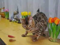 Бенгальский кот