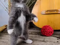 Котята Американский кёрл, фотография 3